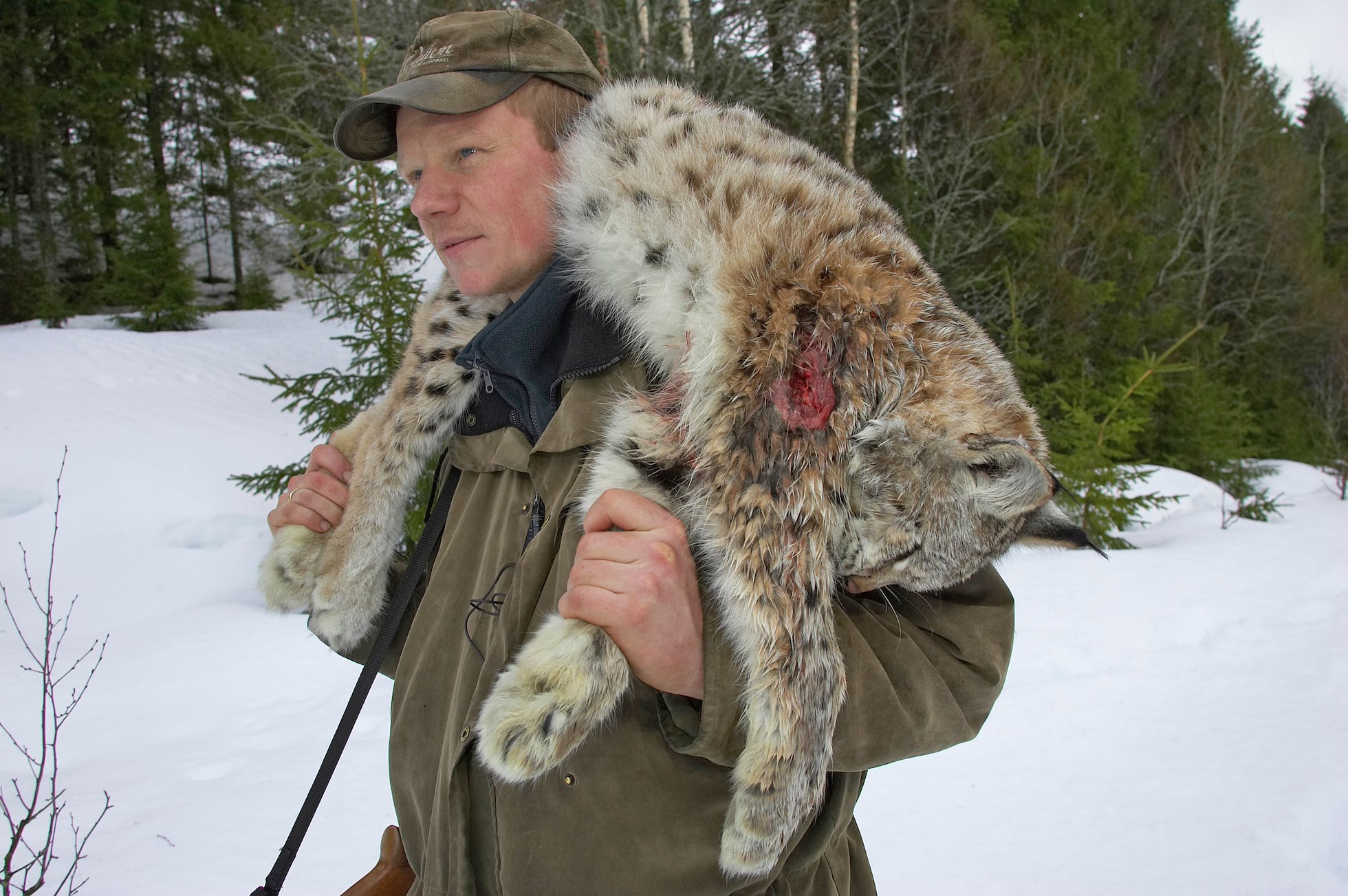 Norwegian hunter with recently shot lynx as part of government quota system, Nord-Trondelag, Norway.